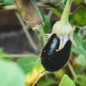 aubergine